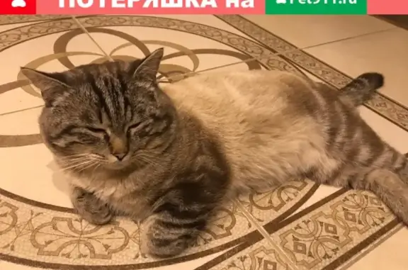 Найден молодой кот в Сыктывкаре, нужен репост!