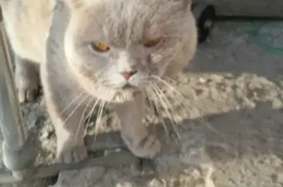 Найден кот в СНТ Псковитянка, нуждается в лечении и новом доме, Псков.