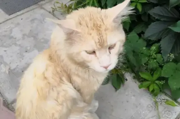 Пропала кошка Кот в Хабаровске, район Красной Речки