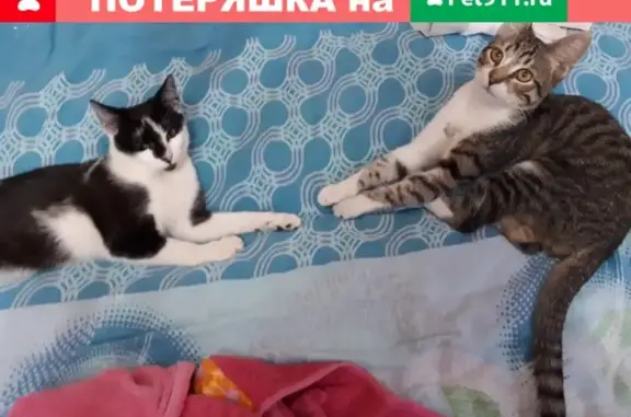 Пропала кошка в Ростове-на-Дону