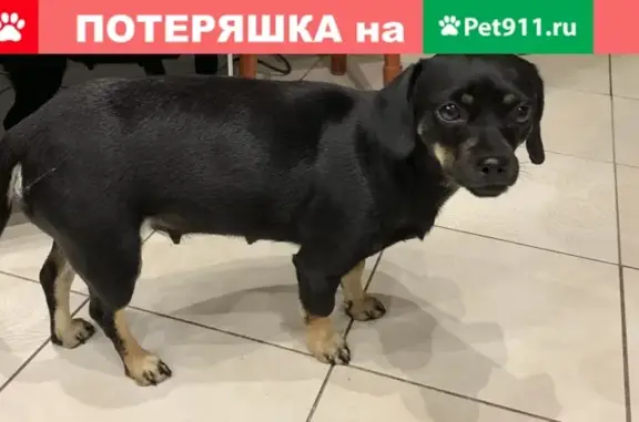 Собака найдена в районе Обл. больницы, Брянск (41 символ)