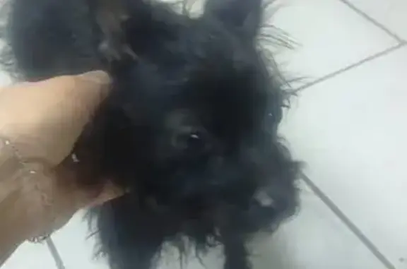 Собака Девочка найдена в Саранске, нужна помощь!