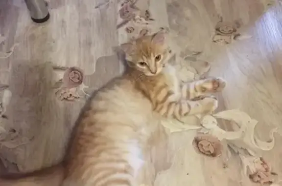 Пропала кошка Пушок в Ростове