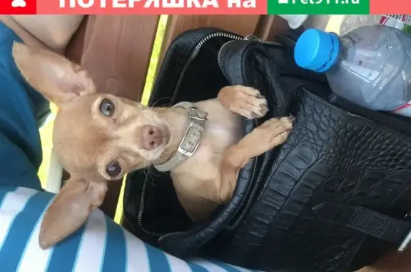 Собаки потеряшки, Москва, фото: Потеряшка мини Той Терьер на улице Марьинский Парк, Москва