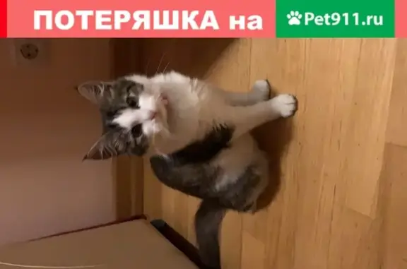 Кошки потеряшки, Москва, фото: Потеряшка кошка 
