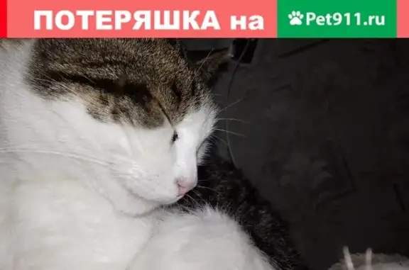 Пропала кошка с ошейником в СНТ Озёрный