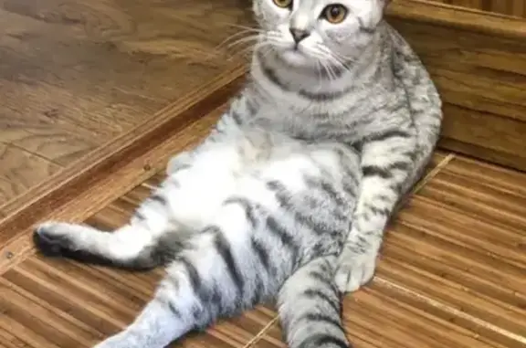 Кошки потеряшки, Москва, фото: Потеряшка кошка в Толстопальцево, Москва