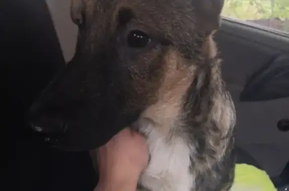 Собаки потеряшки, Кисловодск, фото: Потеряшка собака возраста 4 месяца в Кисловодске