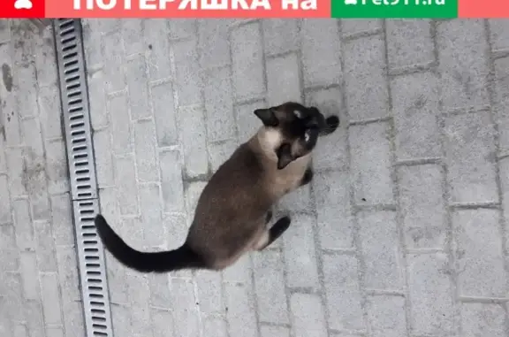Найдена кошка на Максима Горького, 28