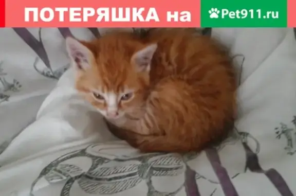 Найден домашний рыжий котенок в Калининграде