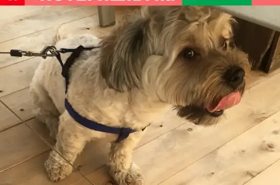 Пропала собака Гари на Октябрьской улице, Новосибирск