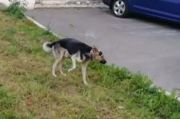 Найдена собака между м. Чертановская и м. Варшавская на ул. Старобалаклавская