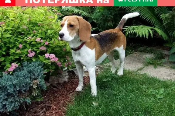 Пропала собака породы Бигль в Калужской обл., Жуковском районе, госкомплекс Таруса
