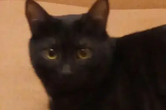 Пропала черная кошка в Лисках, нужна помощь!