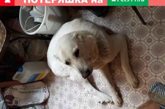 Найдена крупная собака в Самаре