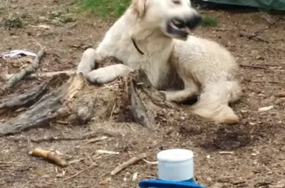 Собаки потеряшки, Санкт-Петербург, фото: Потеряшка собака Дин на ул. ак. Лебедева, Санкт-Петербург