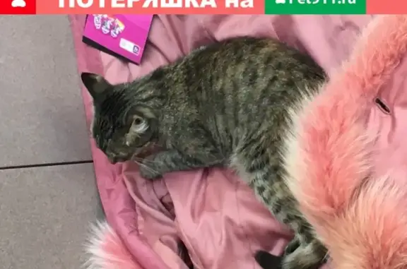 Найдена кошка на ул. А. Петрова, нужна помощь
