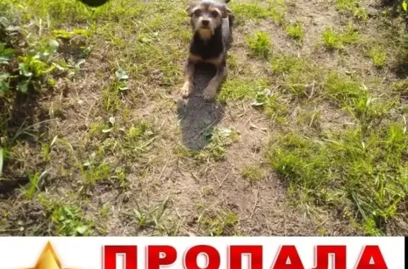 Объявления о пропавших и найденных животных, Тверь, фото: Пропала собака в Твери: 9520625079