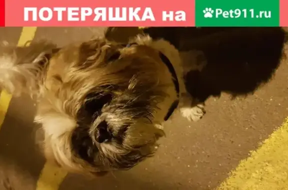 Пропала собака Кабель ши тсу в Щёлково