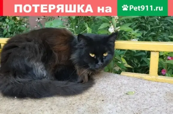 Найдена домашняя кошка на ул. Усилова, 1