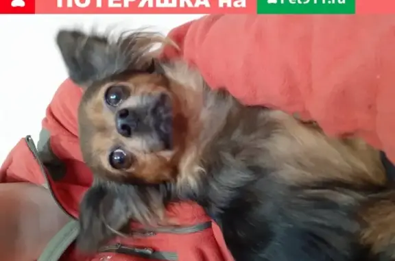 Найдена породистая собака в Балашихе на ул. Некрасова