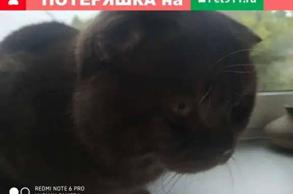 Найдена кошка на Васильевском острове