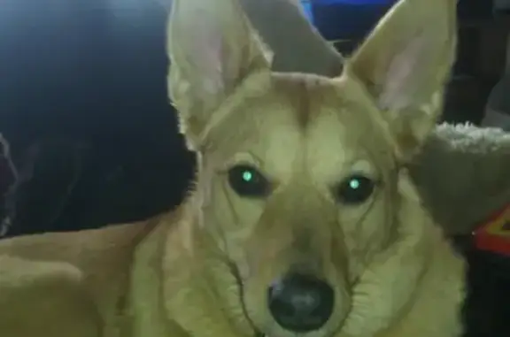 Собаки потеряшки, Нижний Новгород, фото: Потеряшка сука Варя в Нижнем Новгороде