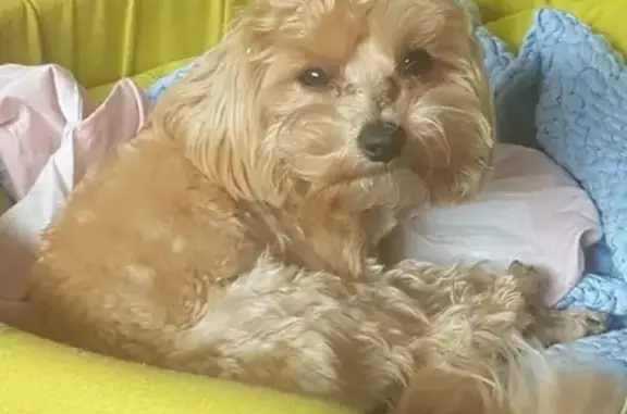 Собаки потеряшки, Санкт-Петербург, фото: Потеряшка маленькая собака в Петербурге