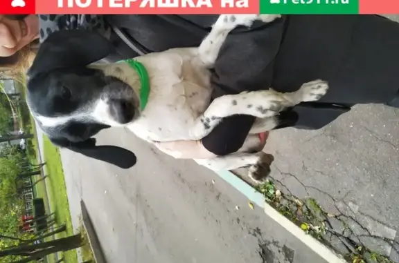 Найдена собака на ул. Лескова 13а