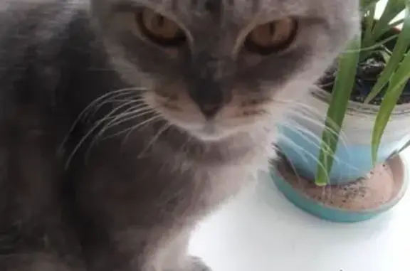 Найдена кошка в Волгограде, рыжие глазки, кормится кошачьим кормом.