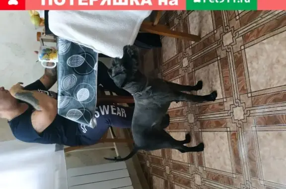 Найдена собака, Москва, фото: Найдена собака с клеймом в Парке Дубки