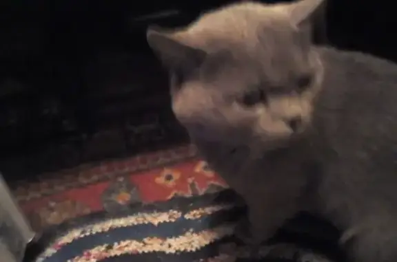 Пропал домашний серый кот на Велижанском тракте, Тюмень