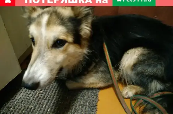 Собака найдена на Вятской набережной, Кирово-Чепецк