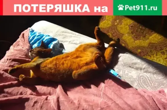 Найден кот абиссинской породы, ищем хозяина в Москве