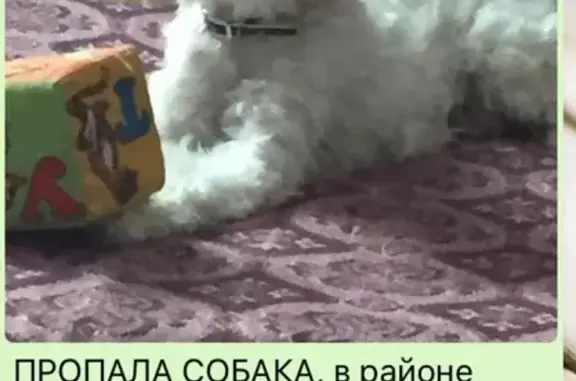 Пропала собака в Новороссийске с чёрной кофточкой и разными глазами