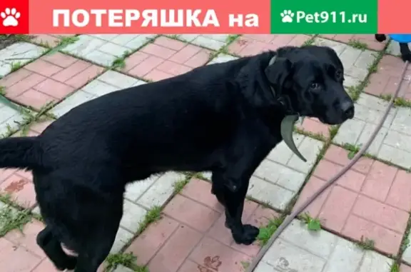 Собаки потеряшки, Москва, фото: Потеряшка черный лабрадор Оззи в Зеленограде, Малино.