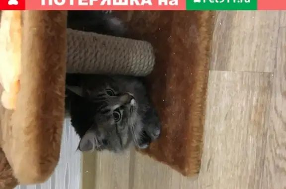 Найден кот на пр. Победы 230, Казань