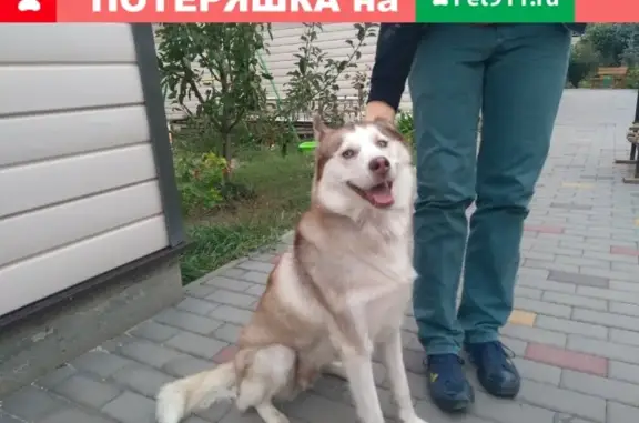 Найдена собака Рыжая в Батайске, Молокова 3