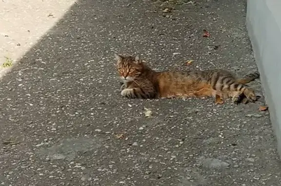 Пропала кошка Котик в Ессентуках
