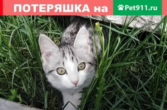 Пропала кошка Лея в селе Калинино, Хакасия