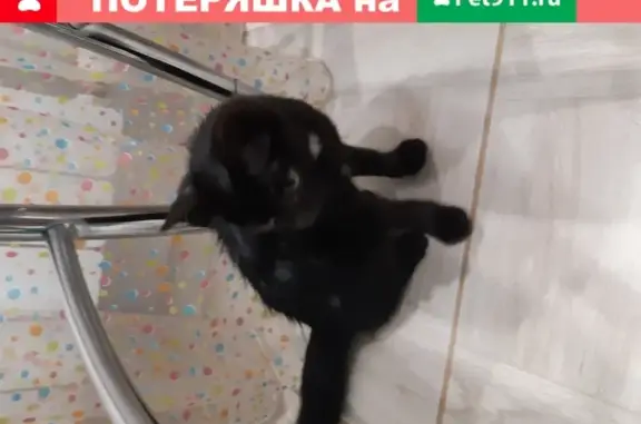 Найден черный котенок на ул. Джангильдина