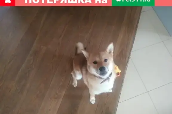 Пропала собака Юстас в Малаховке, Московская область