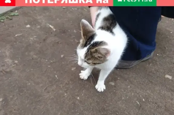Найдена кошка на Удмуртской, 255 в Ижевске