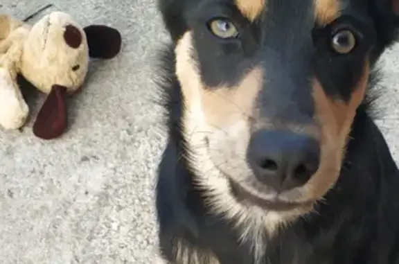 Потерянные животные Липецк, фото: Пропала собака Майра в Ситовке, нужна помощь!