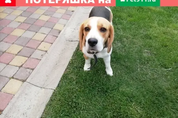 Пропала собака Бигль в Батайске, Западный переулок