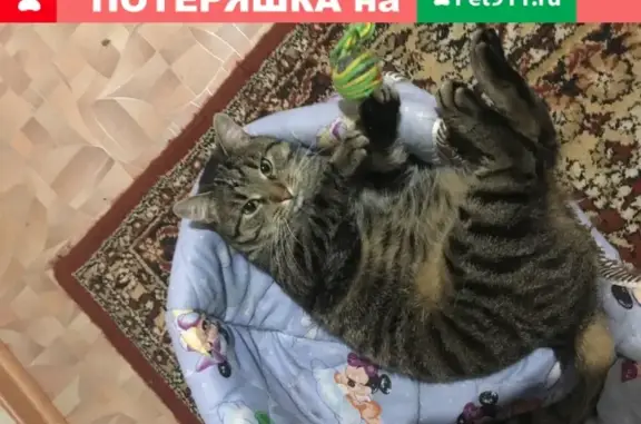 Пропал кот на пролетарском проспекте, вознаграждение в Щёлково