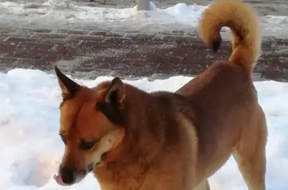 Пропала собака в Дмитрове