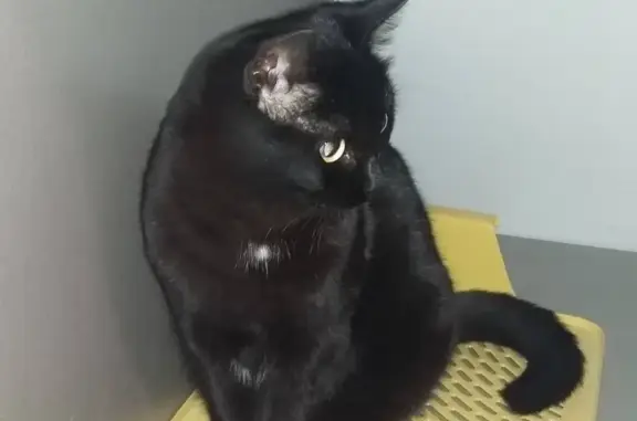 Кошки потеряшки, городской округ Курган, фото: Потеряшка черная кошка с белым пятнышком в Кургане, Россия