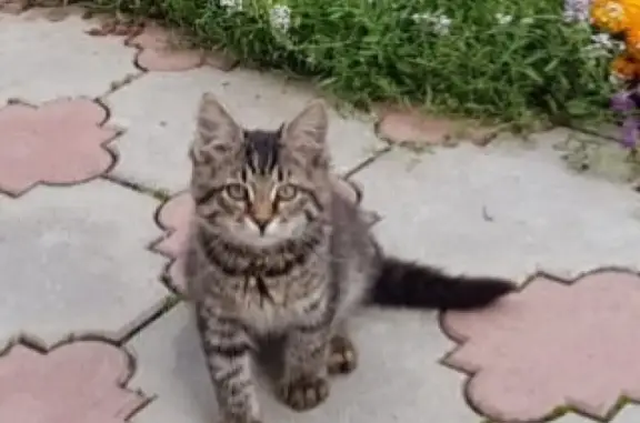 Пропала кошка Дымка в Гагарине, Смоленская область