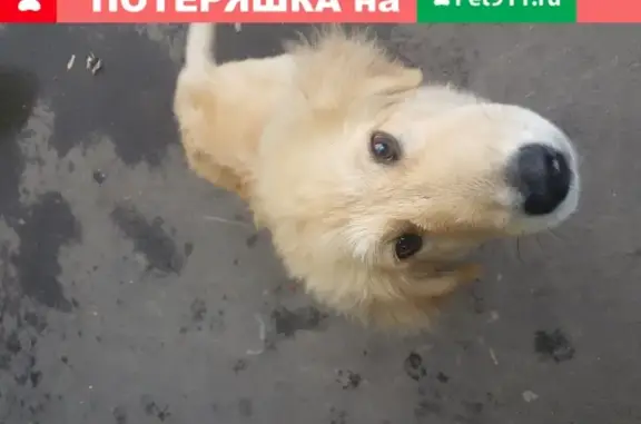 Найден золотистый щенок на Федоскинской, Москва